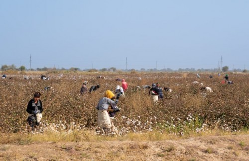 Significant risks” remain in Uzbek cotton sector