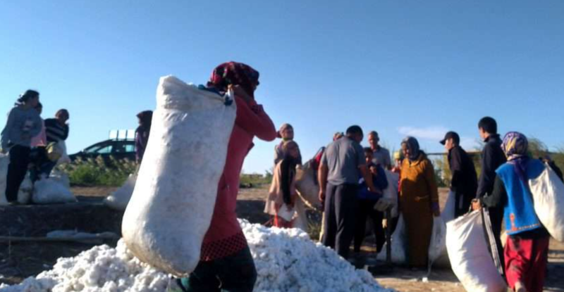 Бюджетников Дашогузского велаята вновь принудительно отправляют на хлопок