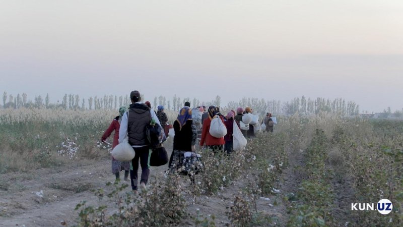 Пахта мавсумида мажбурий меҳнатга йўл қўйган уч мансабдор жазоланди