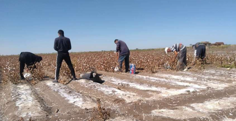 В Мары медработники увольняются, не выдерживая сборов на хлопок, а дехкане жалуются на несправедливые вычеты